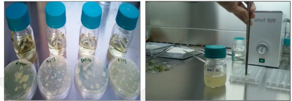 Şekil 3. 6. BBAR’ in nutrient besi ortamında geliştirilmesi (solda) ve mikroçeliklere aşılanması (sağda)