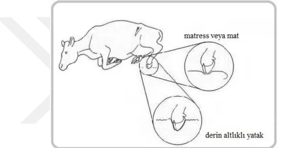 Şekil  1.1:  Farklı  zemin  tiplerinde,  ineklerin  ayağa  kalkması  esnasında  tırnak  ve  zemin  yüzeyi  arasındaki ilişki (Cook 2008) 