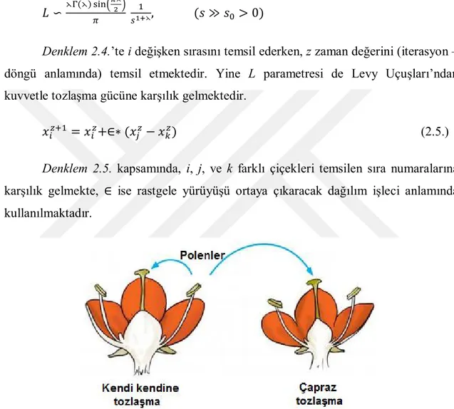 Şekil 2. 7. ÇTO’ya esin kaynağı tozlaşma süreçleri (AMRITA Learning, 2013). 