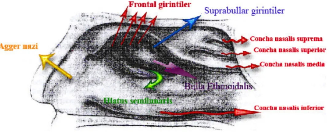Şekil 1.19. Concha nasalis superior (Putz ve Pabst 2001). 