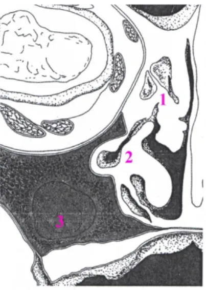 Şekil 1.27. Yeni doğanda frontal bölge. 1. Cellulae ethmoidale,  2. Infundibulum ethmoidale  ile SM, 3