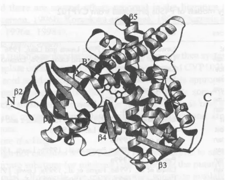 Şekil 4.2 CYP450 molekülü (Çetinkaya ve ark 2002)