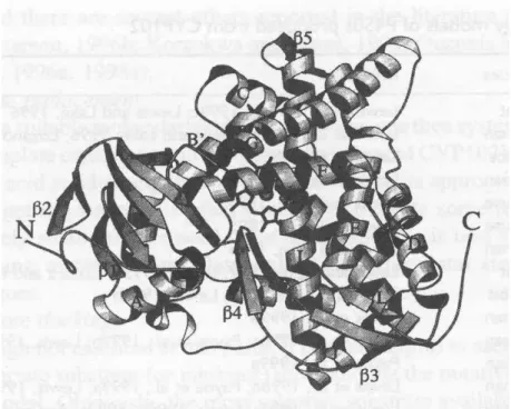 Şekil 4.2 CYP450 molekülü (Çetinkaya ve ark 2002)
