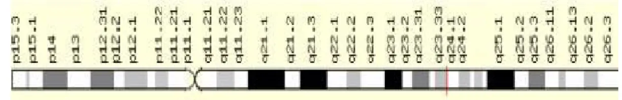 Şekil 4.4 . CYP2C9 geninin kromozomal yerleşimi