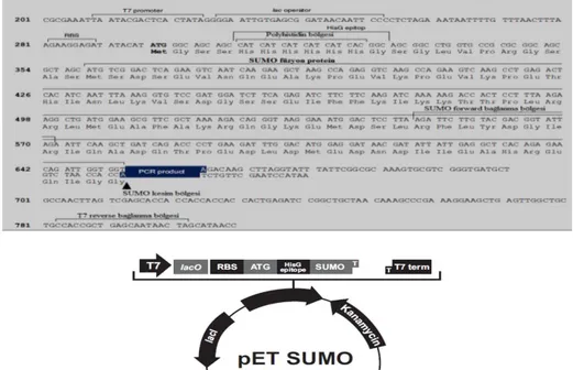 Şekil 1.3. Topoizomeraz enziminin T/A klonlamadaki rolü. 