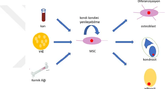 Şekil 1. 7: MSC (Mezenkimal kök hücre) eldesi kan, yağ ve kemik iliğinden  yapılabilir