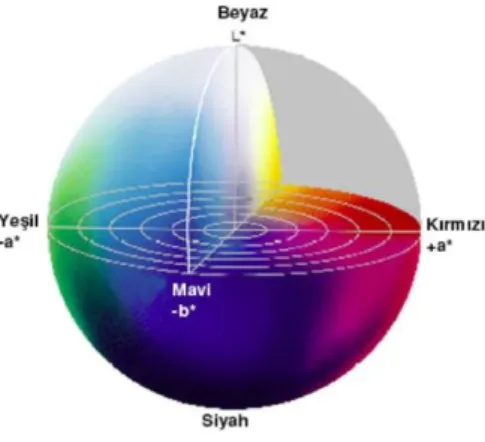 Şekil  1.2.  CIE  L*a*b*  renk      sistemi (Brewer ve ark 2004). 