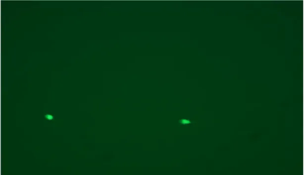 Şekil  3.4:  Oligospermik  semen  örneğinde  Lysotracker  Green  ile  işaretlenmiş  spermatozoonlar