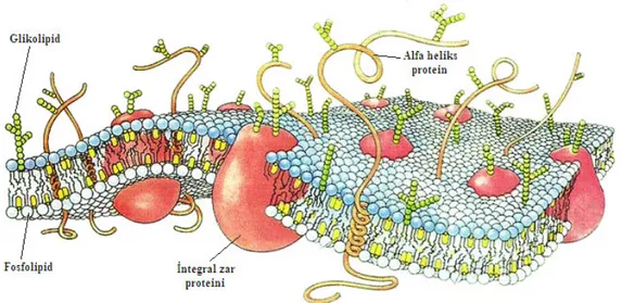 Şekil 1.2. Hücre zarının akışkan mozaik yapısı 