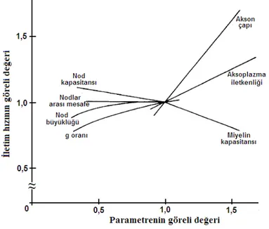 Şekil  1.6.  Sinir  iletim  hızının  nöronun  yapısal  bazı  parametrelerine  bağlı  göreli  değişimi (Moore ve ark 1978) 