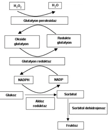Şekil 1.10.  Polyol yolağı (Latha ve Pari 2004). 