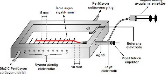 Şekil  2.1.  Elektrofizyolojik  kayıtların  alınabilmesi  için  kullanılan  perfüze  organ  banyosu 