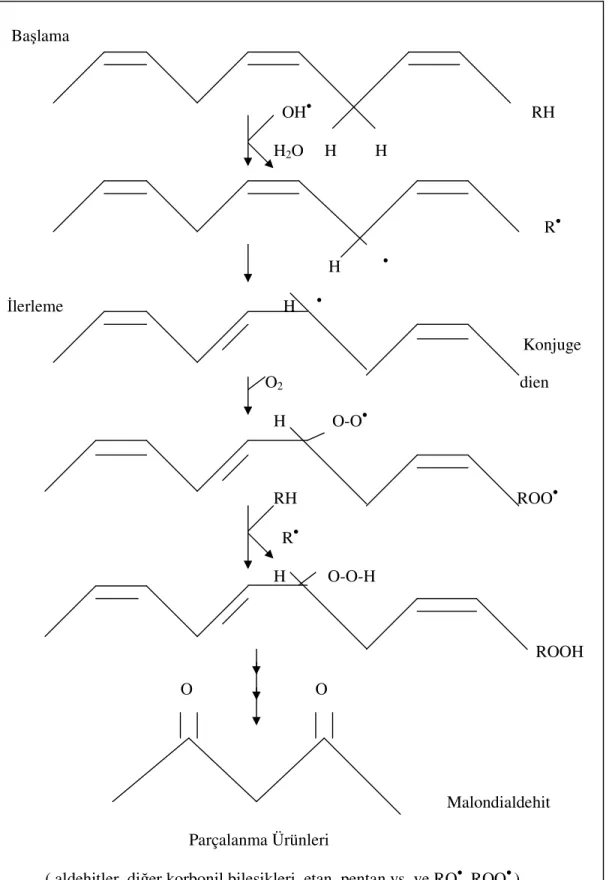 Şekil 1.  Lipid peroksidasyon basamakları. 