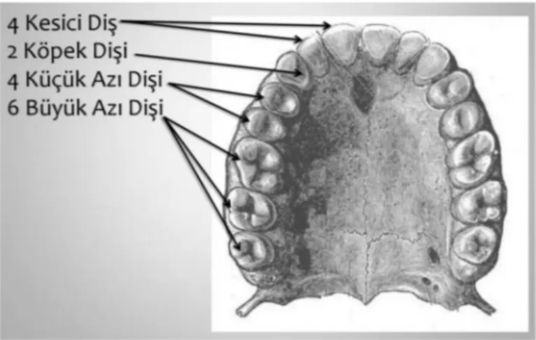 Şekil 3.2. Dental arktaki diş grupları (Aksoy, 2017) 