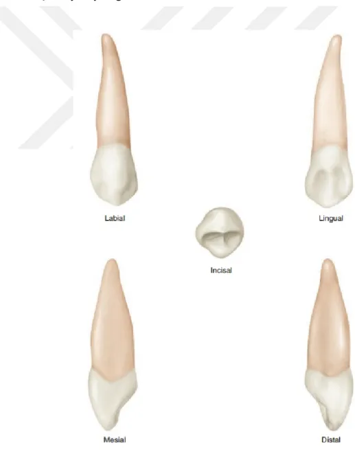 Şekil 3.6’da maksiller sağ kanin dişe ait yüzeyler ve Şekil 3.7‘de madibuler sağ  ilk molar dişe ait yüzeyler gösterilmektedir