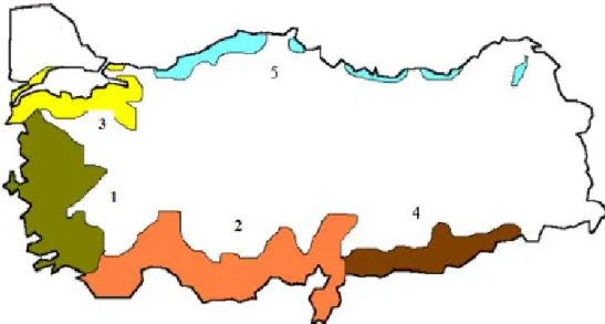 Şekil 1.1. Türkiye’ nin zeytin üretim alanları (Biricik, 2004) 