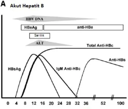 Grafik 2.3. Akut hepatit B enfeksiyonunda serolojik göstergeler (5).