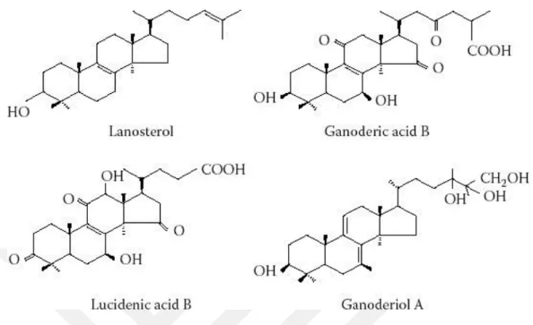 Şekil 1.2. Lanosterolün kimyasal yapısı ve G. lucidum’dan izole edilen birkaç triterpen (Sato ve ark  1986, Budavari ve ark 1989)