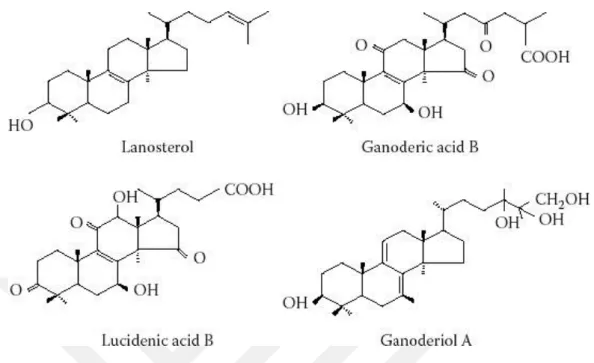 Şekil 1.2. Lanosterolün kimyasal yapısı ve G. lucidum’dan izole edilen birkaç triterpen (Sato ve ark  1986, Budavari ve ark 1989)
