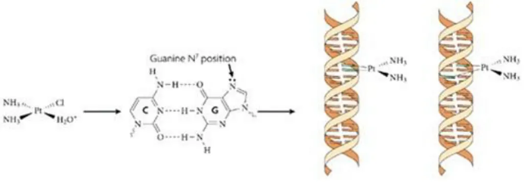 Şekil 1.3. DNA’nın alkilleyici ajanlar tarafından N7 pozisyonundan alkillenmesi (Kelland 2007)