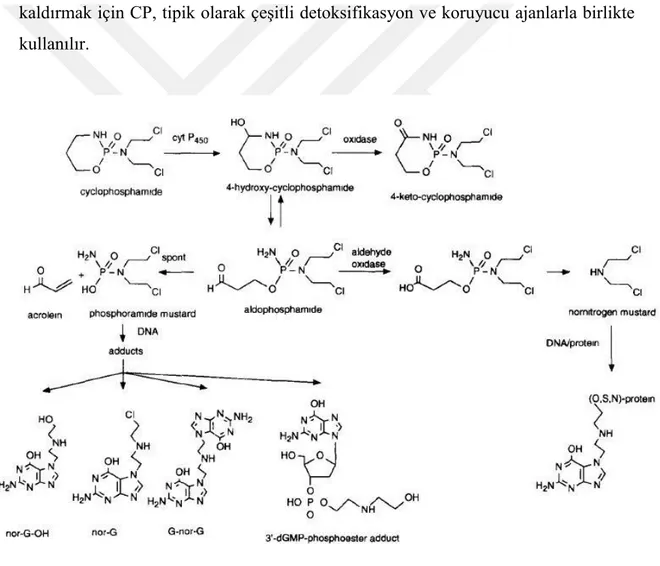 Şekil 1.4. CP’nin karaciğerde sitokrom P-450 enzimleri ile aktivasyonu (Povirk ve Shuker 1994)