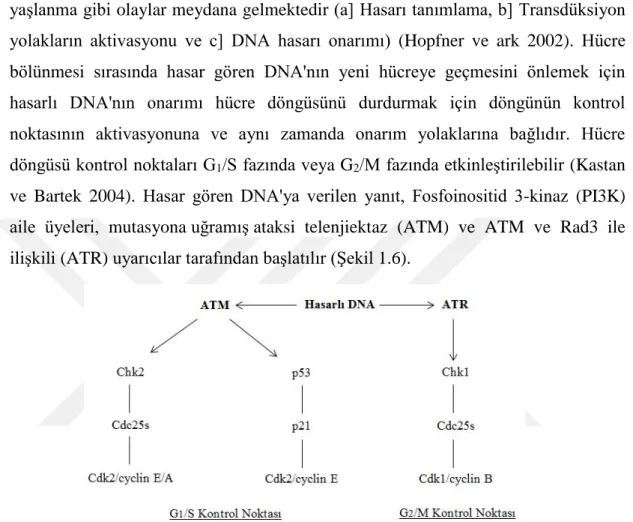 Şekil 1.6. DNA hasar yanıtına (DDR) genel bir bakış (Kastan ve Bartek 2004, Woods ve  Turchi 2013)