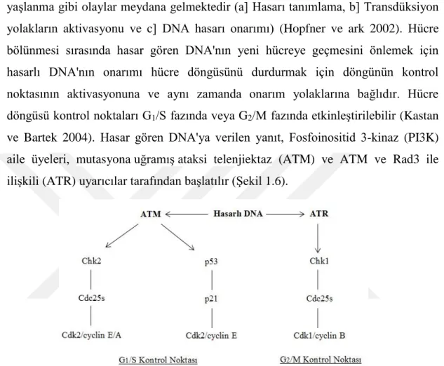 Şekil 1.6. DNA hasar yanıtına (DDR) genel bir bakış (Kastan ve Bartek 2004, Woods ve  Turchi 2013)