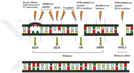 Şekil 1.7. DNA onarım mekanizmaları (Melis ve ark 2011).