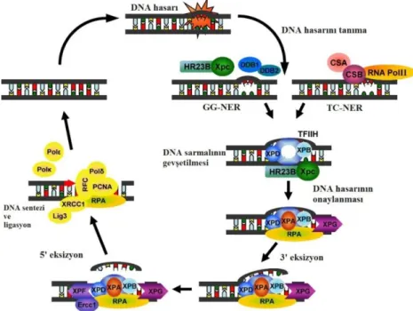 Şekil 1.8. DNA hasarının NER mekanizması ile onarımı, CSA; Cockayne Syndrome A, CSB; 