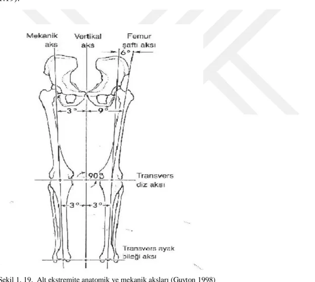 Şekil 1. 19.  Alt ekstremite anatomik ve mekanik aksları (Guyton 1998)