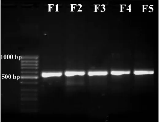 Figure 1. Full ITS PCR products amplified from all of the strains with ITS1/ITS4  primers