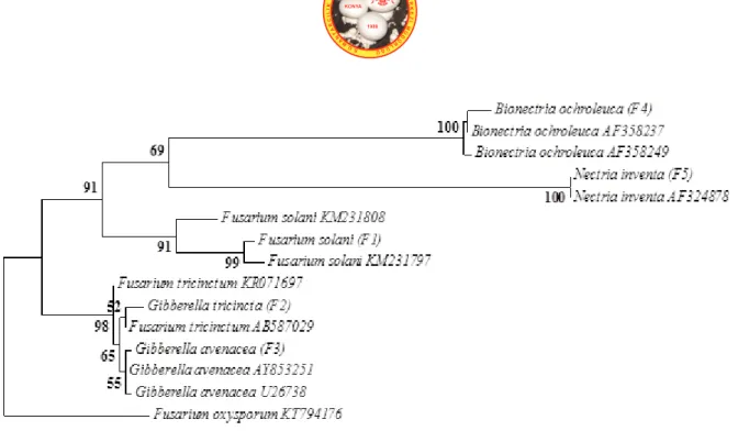 Figure 2. Best-scoring maximum likelihood tree based on the Tamura–Nei model calculated using MEGA  6.0 based on ITS sequences showing the relationships of the newly generated sequences in this study  with previously known taxa in the NCBI GenBank