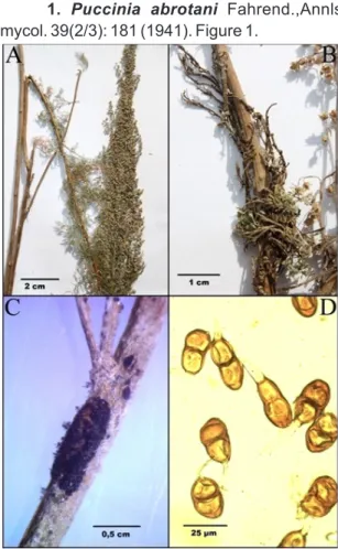 Figure 1. P. abrotani on Artemisia abrotanum  A-dried herbarium specimen; 