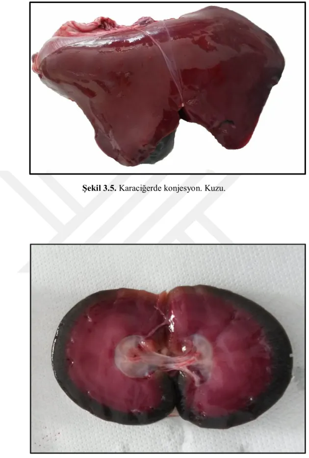 Şekil 3.6. Korteks ve medulada konjesyon. Böbrek. Kuzu. 