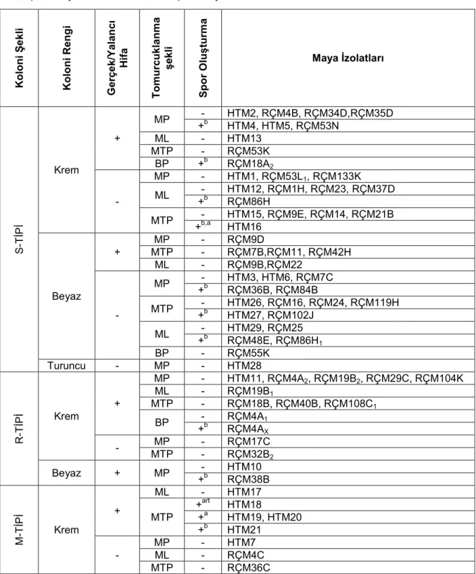 Tablo 2. Maya  zolatlarının morfoloj k ve m kroskob k özell kler