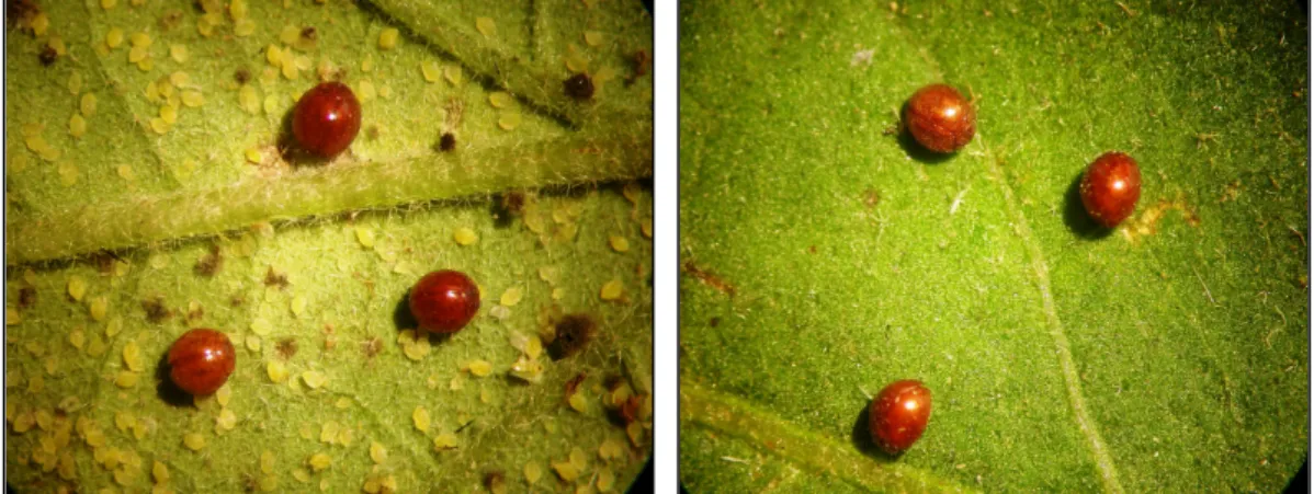 Şekil 3.2. Avcı böcek, Serangium parcesetosum (Orijinal) 