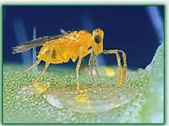 Şekil 3.3. Parazitoit Eretmocerus mundus (http://www.bio-bee.com) 