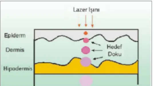 Şekil  1.3.  Dokuda  derinlere  inildikçe  lazer  radyasyonunun  etkilediği  alan  genişlerken  radyasyonun  yoğunluğu  azalmaktadır  (Glinkowski  ve  Pokora,  2001)