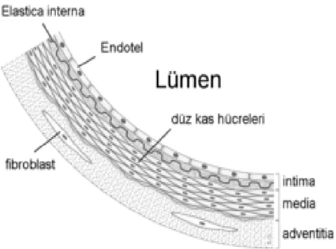 Şekil 2.2. Koroner arterlerin yapısı (Crawford 2004). 