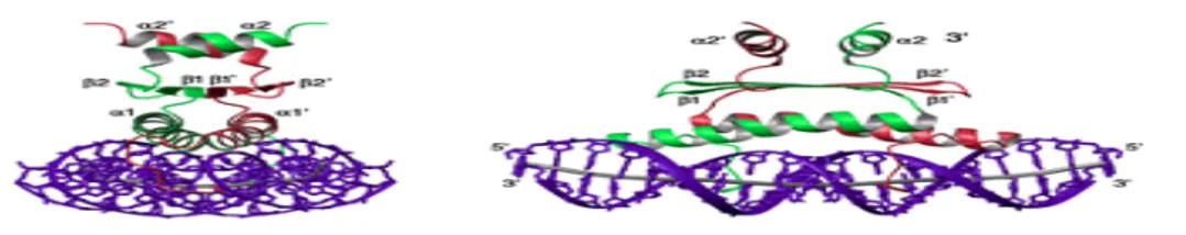 Şekil 2.4.  33 kDA’luk MEF2A-DNA kompleksi (Santelli ve Richmond 2000). 