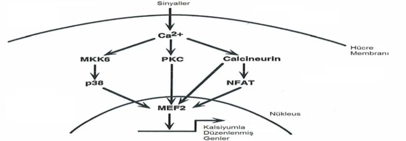 Şekil 2.10. MEF2’deki sinyalizasyon yolakları. Her sinyalizasyon yolakı MEF2 proteininin  transkripsiyonel aktivasyonunu düzenleyerek, kalsiyum ile düzenlenmiş genleri aktive eder  (Black ve Olson 1998)