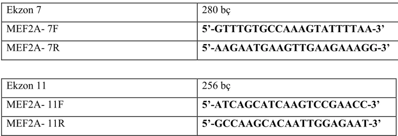Tablo 3.1.  MEF2A gen bölgesine ait kullanılan primerler ve PZR ürün büyüklükleri  Ekzon 7  280 bç  MEF2A- 7F  5’-GTTTGTGCCAAAGTATTTTAA-3’  MEF2A- 7R  5’-AAGAATGAAGTTGAAGAAAGG-3’  Ekzon 11  256 bç  MEF2A- 11F  5’-ATCAGCATCAAGTCCGAACC-3’  MEF2A- 11R  5’-GCC
