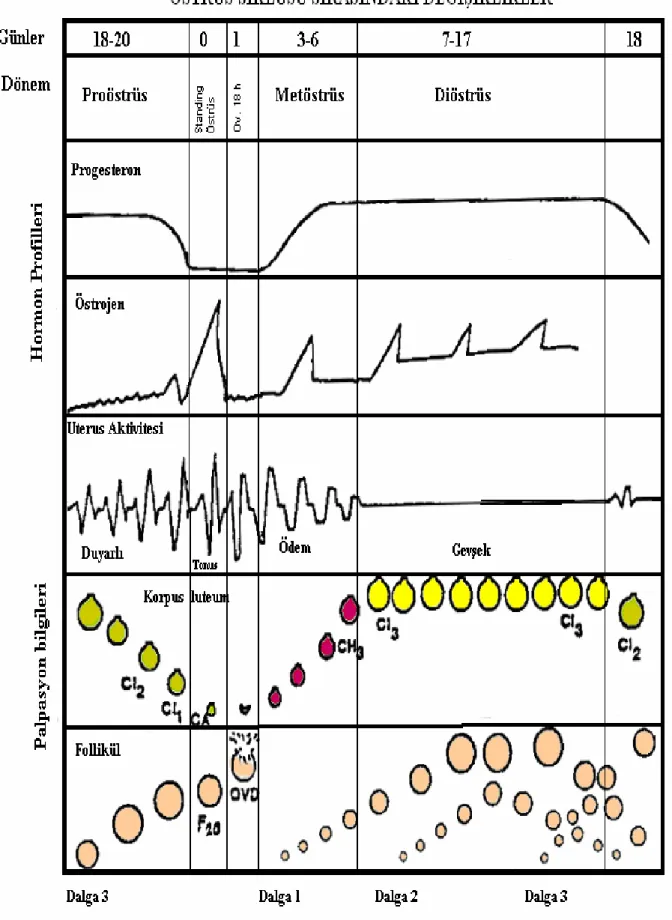 Şekil 2.1: Östrüs siklusu sırasındaki değişikler (Eilts ve Paccamonti [2007] modifiye  edilmiştir)