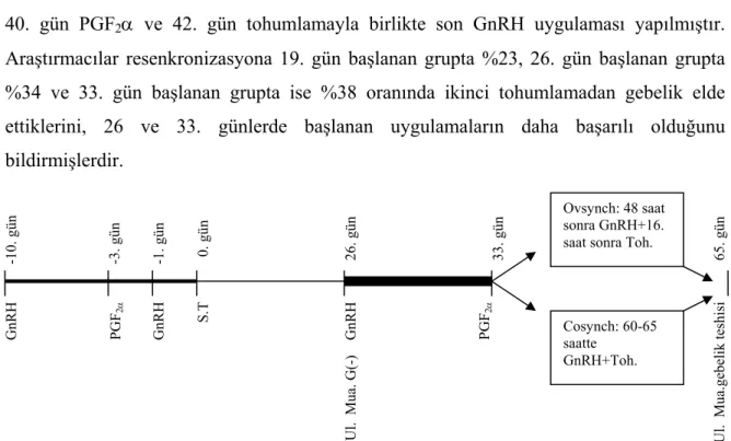 Şekil 2.3: Resenkronizasyon protokolü (GnRH ile 26. gün). 