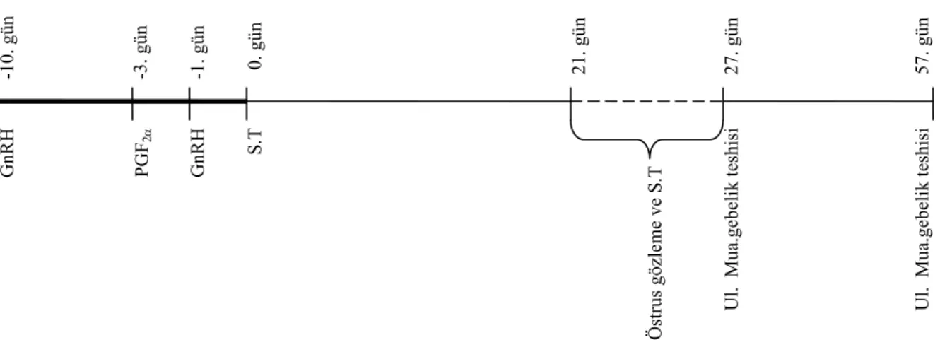 Şekil 3.4: Grup III (Kontrol) uygulama şeması. 
