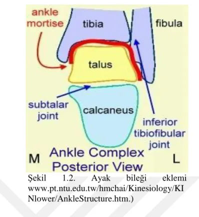 Şekil  1.2.  Ayak  bileği  eklemi          www.pt.ntu.edu.tw/hmchai/Kinesiology/KI Nlower/AnkleStructure.htm.) 