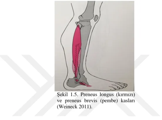 Şekil  1.5.  Preneus  longus  (kırmızı) 