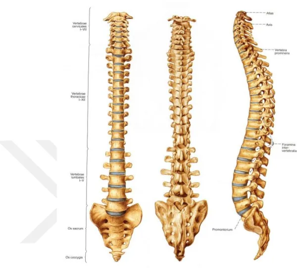 Şekil 1.1. Columna vertebralis’in önden yandan ve arkadan görünüşü (Putz ve Pabst 2006)