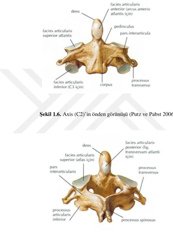 Şekil 1.6. Axis (C2)’in önden görünüşü (Putz ve Pabst 2006)