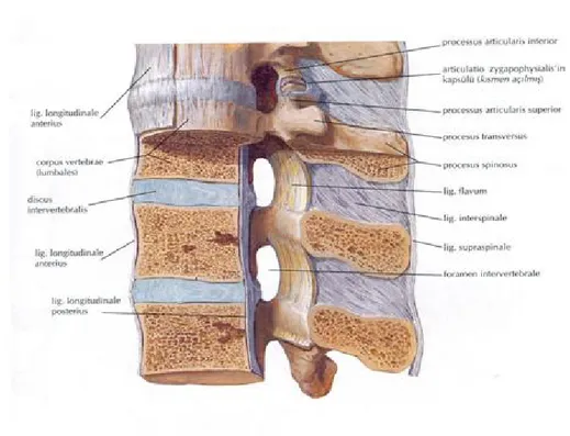 Şekil 1.14. Columna vertebralis ligamentleri ve art. zygaphophysialis (Netter 2006)